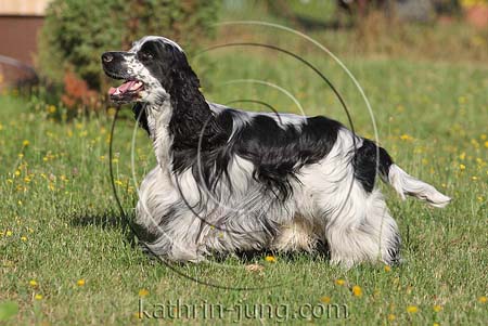 English Cocker Spaniel Rüde