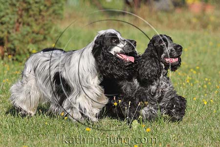 English Cocker Spaniel Rüde und Hündin