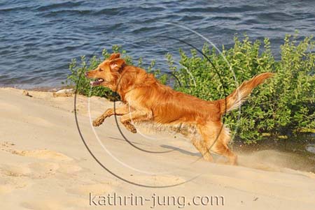 Golden Retriever in Action See