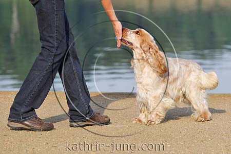 English Cocker Spaniel Rüde Erziehung