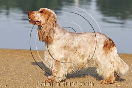 English Cocker Spaniel Rüde Exterieur