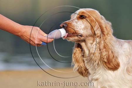 English Cocker Spaniel Hund leckt an Tube