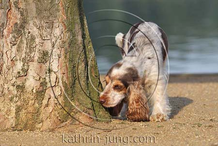 Hund schnüffelt am Baum