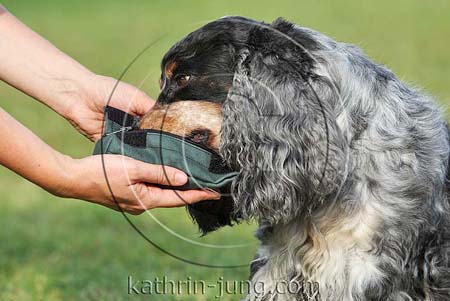 Hund frißt aus Dummy