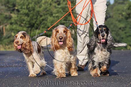 3 Hunde an Leine