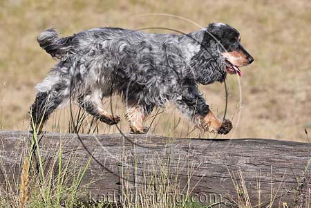 Hund läuft auf Baumstamm