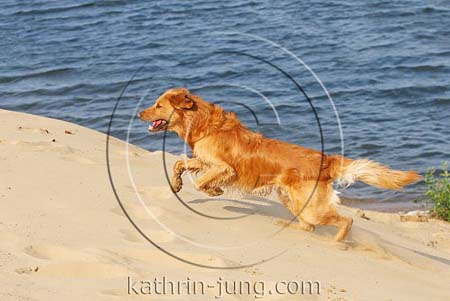 Golden Retriever in Action Strand