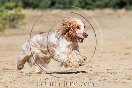 English Cocker Spaniel Action