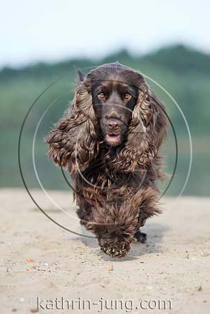 Cocker Spaniel braun