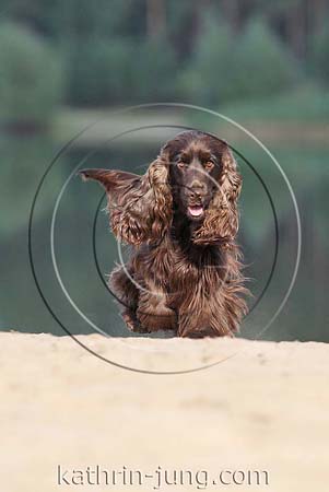 Cocker Spaniel braun frontal