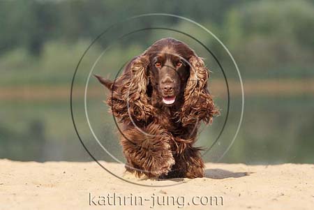 Cocker Spaniel braun läuft auf Kamera zu