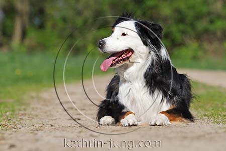 Australian Shepherd outdoor Australian Shepherd outdoor