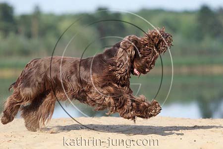 Cocker Spaniel braun Action Ohr fliegt