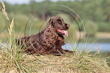 Cocker Spaniel braun im Platz