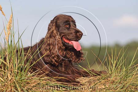 English Cocker Spaniel braun