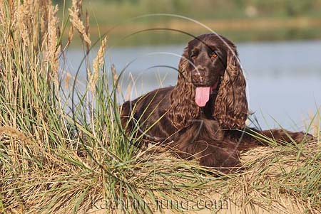 English Cocker Spaniel braun liegt am See