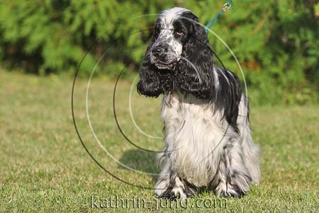 English Cocker Spaniel Blauschimmel