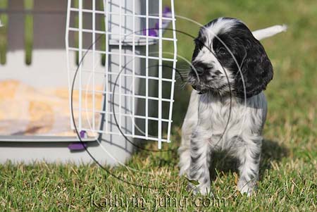 English Cocker Spaniel Blauschimmel Welpe Training Garten