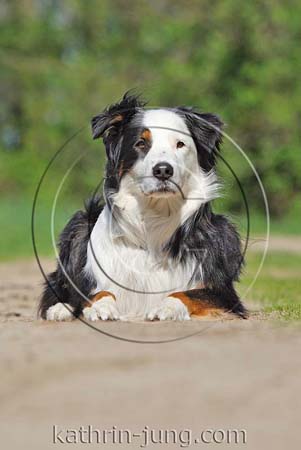 Australian Shepherd Australian Shepherd