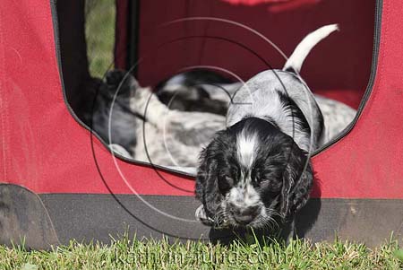 English Cocker Spaniel Blauschimmel Welpen Training Box