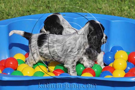 Welpen spielen in buntem Bällebad