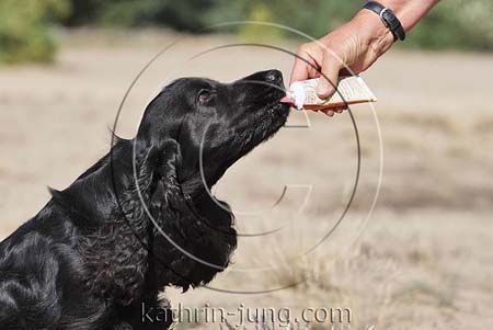 Hund bekommt Leckerchen aus Futtertube