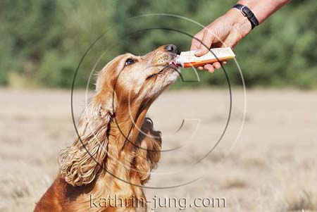 Hund Leckerchen aus Futtertube