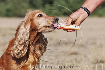 Hund leckt an Futtertube