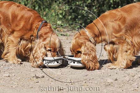 2 Hunde fressen aus Näpfen