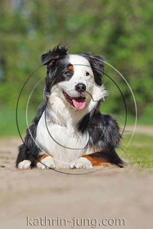 Australian Shepherd Australian Shepherd