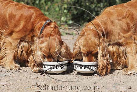 2 Hunde fressen aus Näpfen nebeneinander