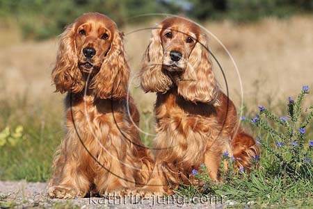 Cockerspaniel rot