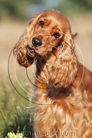 Cockerspaniel rot hält Kopf schief