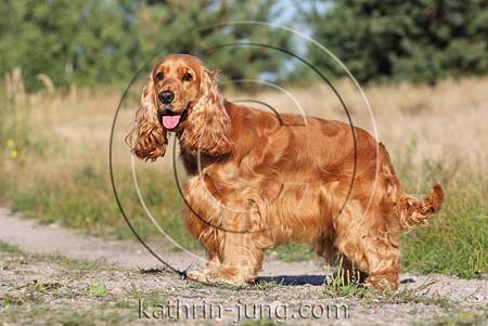 Cockerspaniel rot steht auf Weg