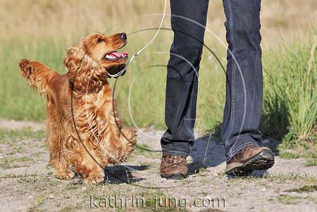 Cockerspaniel Training Vorführleine