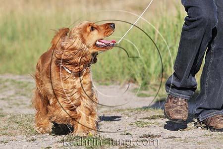 Cocker Spaniel Training Vorführleine