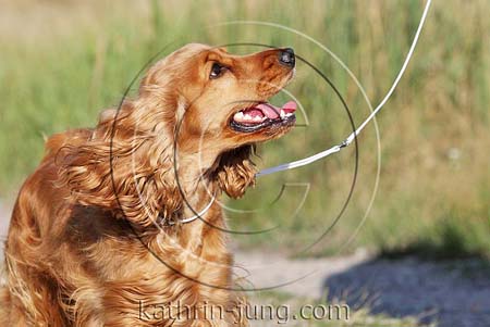 English Cocker Spaniel rot Training Vorführleine