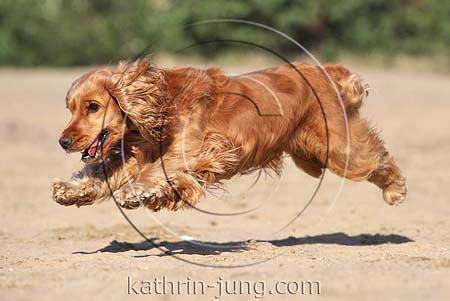 English Cocker Spaniel fliegt über Sand