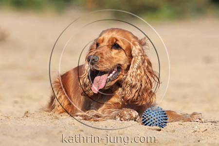 English Cocker Spaniel liegt Sand mit Ball