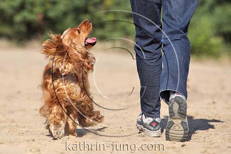 English Cocker Spaniel geht motiviert Fuß