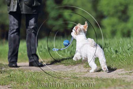 weißer Mischling apportiert Ball