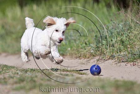 weißer Mischling spielt Ball