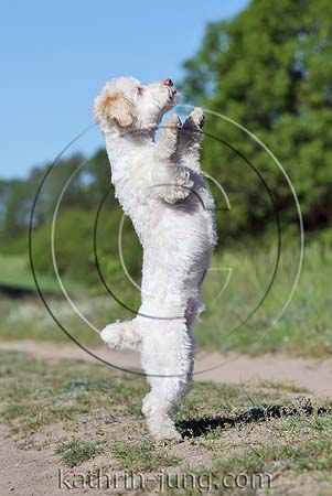 Hund Mischling macht Männchen