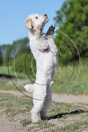 Hund Mischling weiß macht Männchen