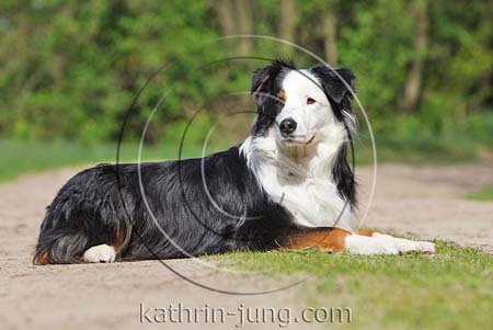 Australian Shepherd im Platz Australian Shepherd im Platz