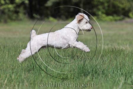 Mischling springt im Gras