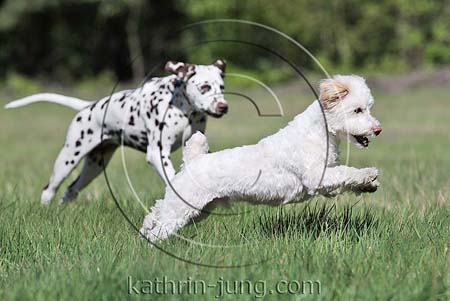 2 Hunde rennen auf Wiese