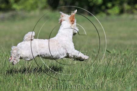 Hund fliegt über Gras