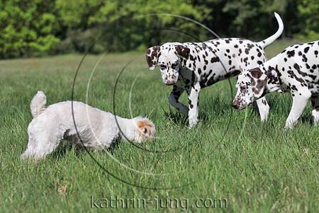 3 Hunde Begegnung