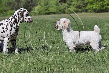 Hund droht